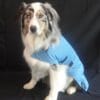 Rapid Cool Dog Coat for Fast Post‑Exercise Cooling