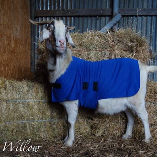Rapid Cool Dog Coat for Fast Post‑Exercise Cooling