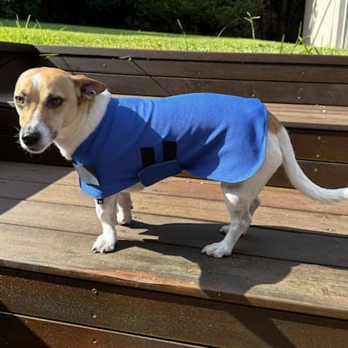 Rapid Cool Dog Coat for Fast Post‑Exercise Cooling