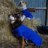 Rapid Cool Dog Coat for Fast Post‑Exercise Cooling