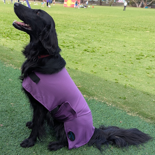 DC_Lav_2 Rapid Cool Dog Coat for Fast Post‑Exercise Cooling