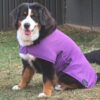 DC_Lav_Lainey Rapid Cool Dog Coat for Fast Post‑Exercise Cooling