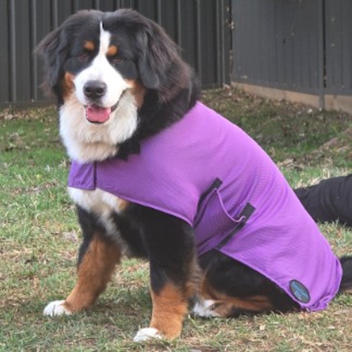 DC_Lav_Lainey Rapid Cool Dog Coat for Fast Post‑Exercise Cooling