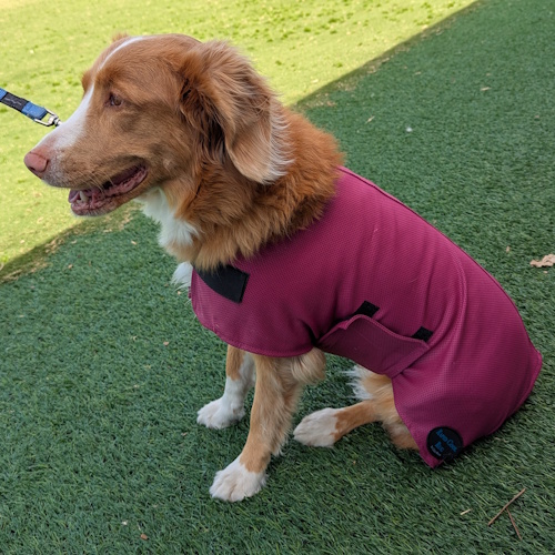 DC_RB_1 Rapid Cool Dog Coat for Fast Post‑Exercise Cooling