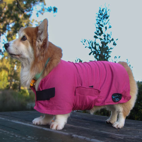 DC_RB_2 Rapid Cool Dog Coat for Fast Post‑Exercise Cooling